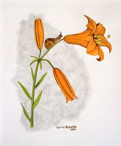 Floral Series, Day Lilly