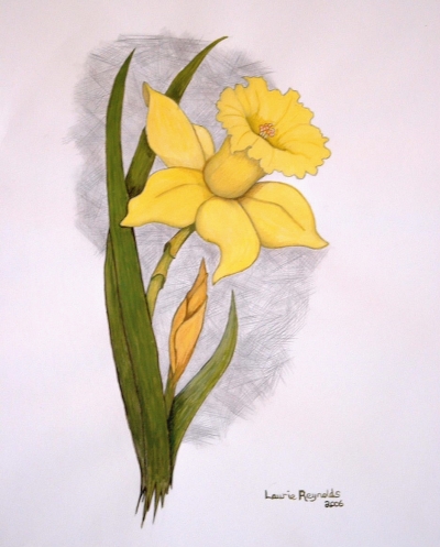 Floral Series, Daffodil