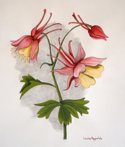 Floral Series, Columbine